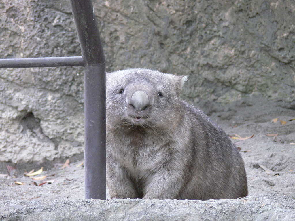 ヒメウォンバット コモンウォンバット オーストラリアウォンバット 動物図鑑 動物写真のホームページ