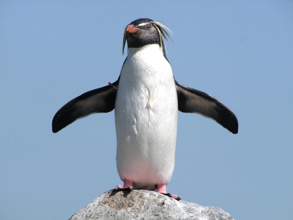 イワトビペンギン かんむりペンギン 動物図鑑 動物写真のホームページ